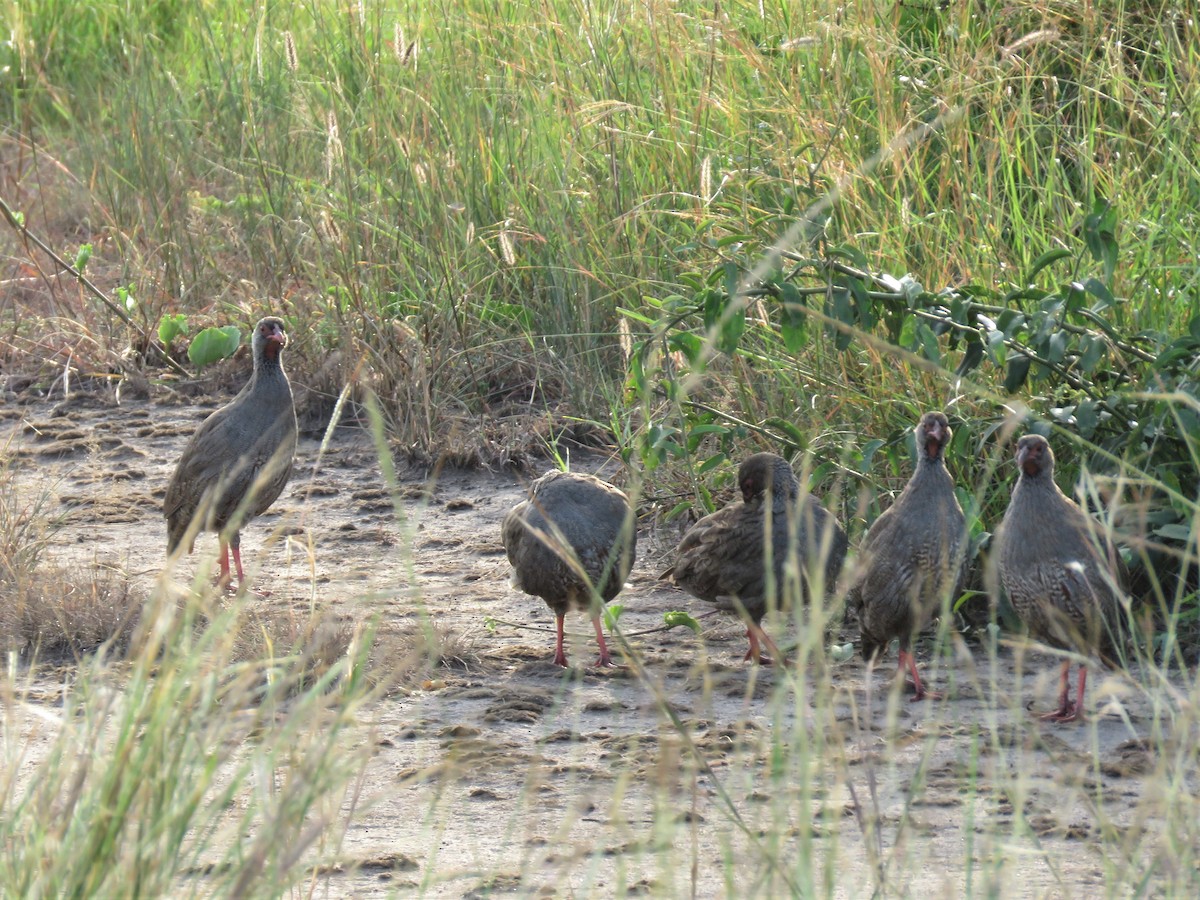 Red-necked Spurfowl - ML138895721