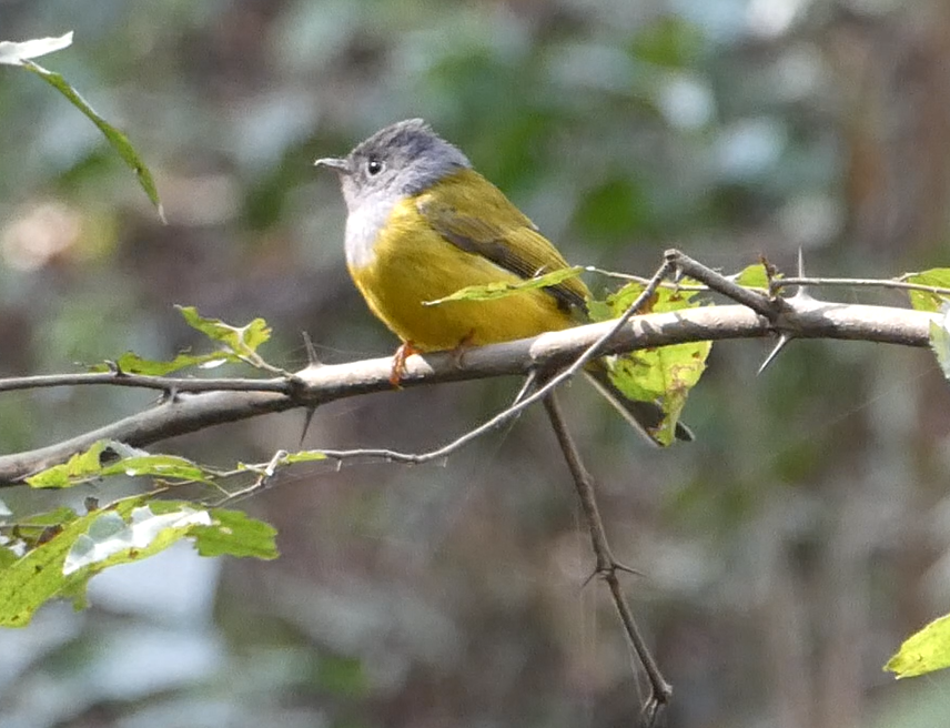 Ebird India Checklist - 2 Feb 2019 - Bajrabarahi Temple Forest - 42 Species