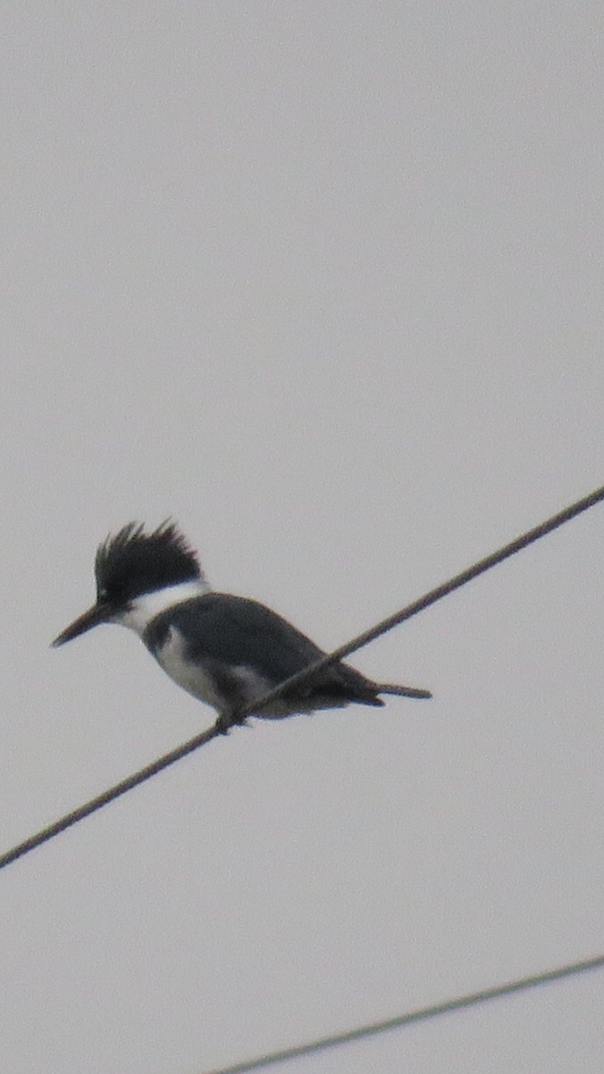 Belted Kingfisher - Laura Wilson