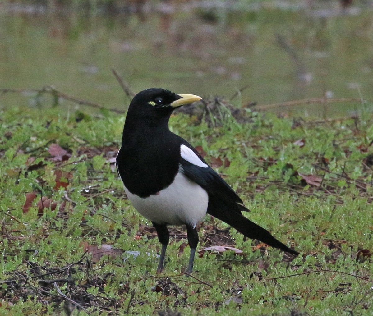 Yellow-billed Magpie - Pair of Wing-Nuts