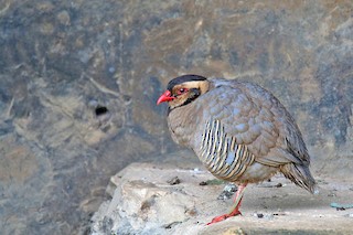 Arabian Partridge, ML138903881