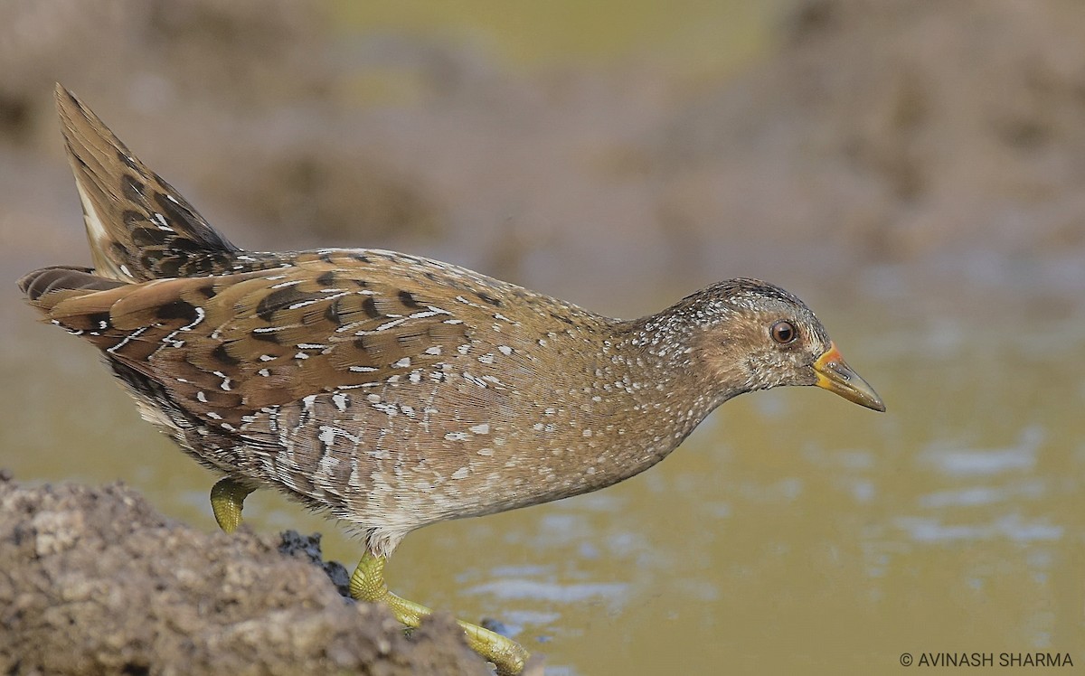 Spotted Crake - ML138906281