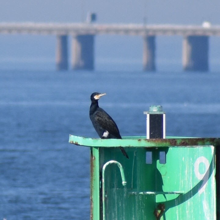 eBird Checklist - 3 Feb 2019 - Chesapeake Bay (Northampton) - 12 species