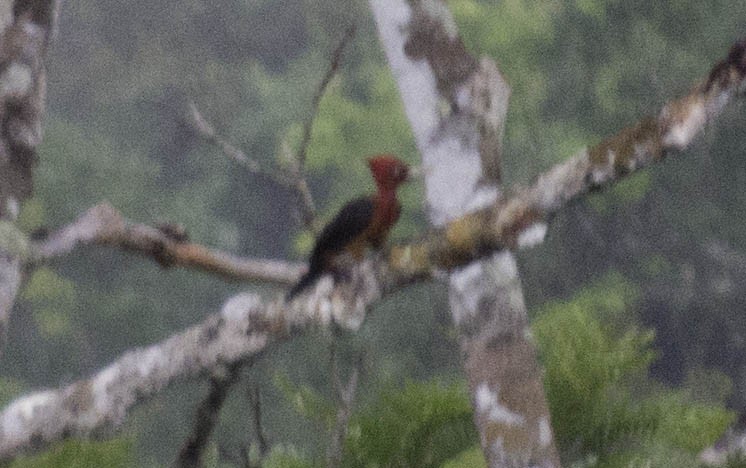 Red-necked Woodpecker - Stefano Avilla
