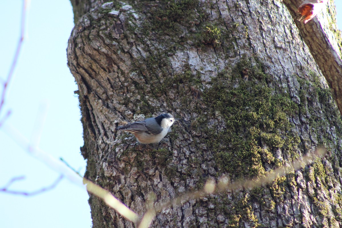 White-breasted Nuthatch - Alyssa Tapley