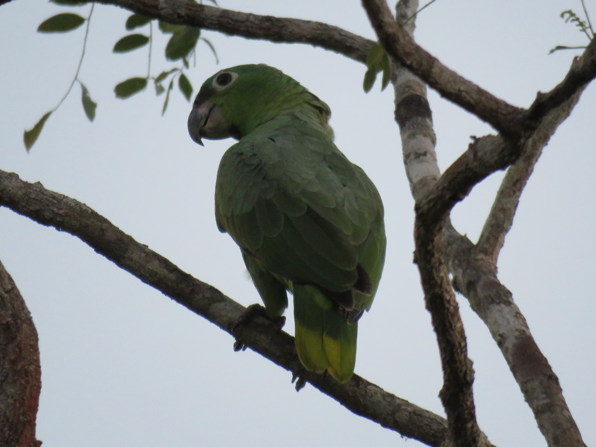 Mealy Parrot - ML138914221