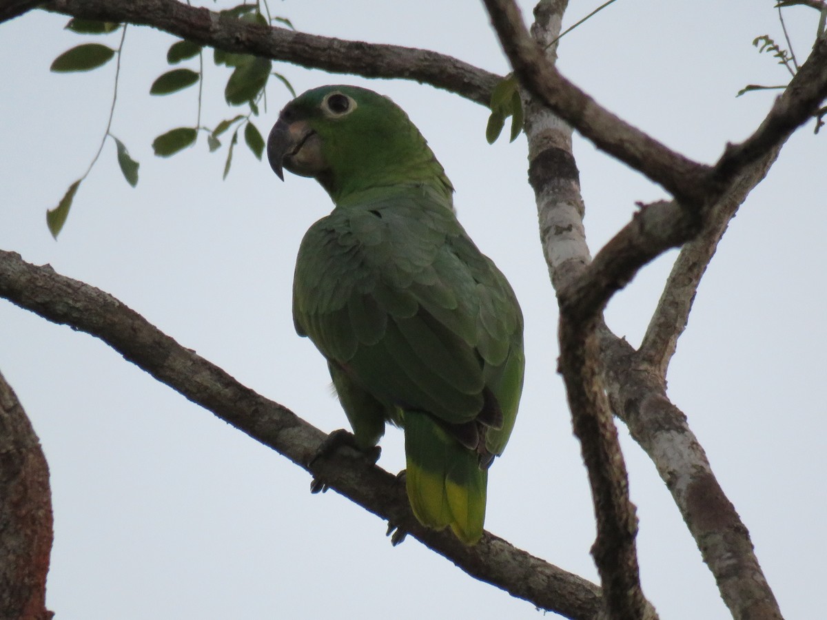 Mealy Parrot - ML138914241