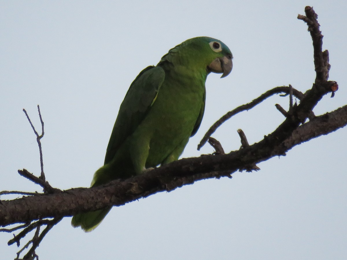 Mealy Parrot - ML138914261