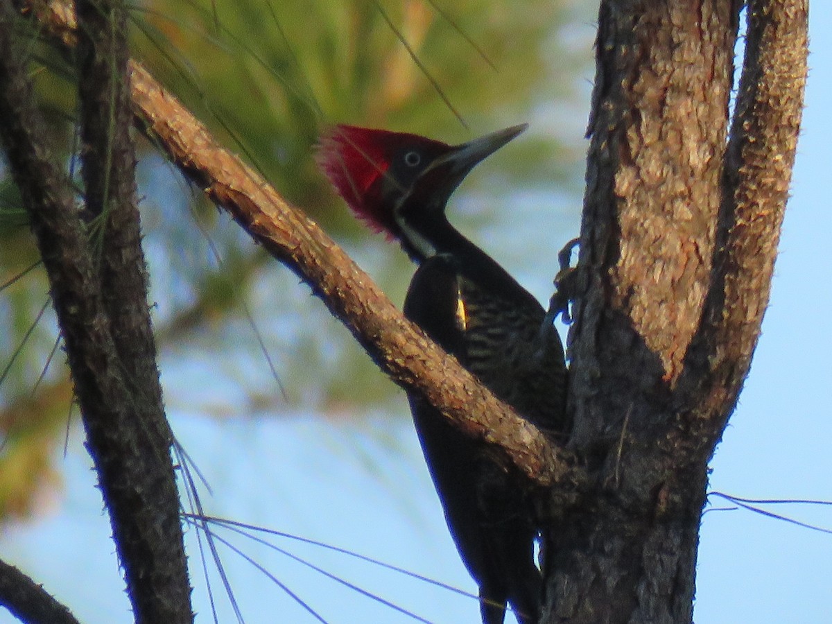 Lineated Woodpecker - Ron Batie