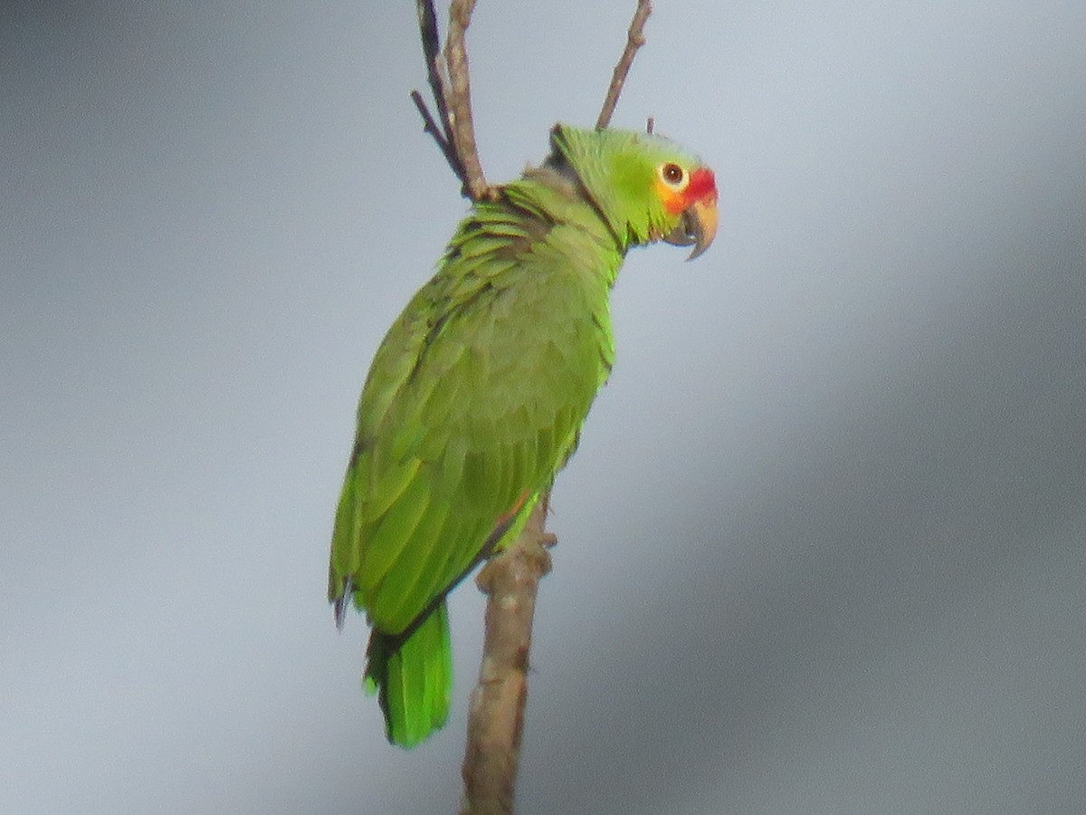 Red-lored Parrot (Red-lored) - Ron Batie