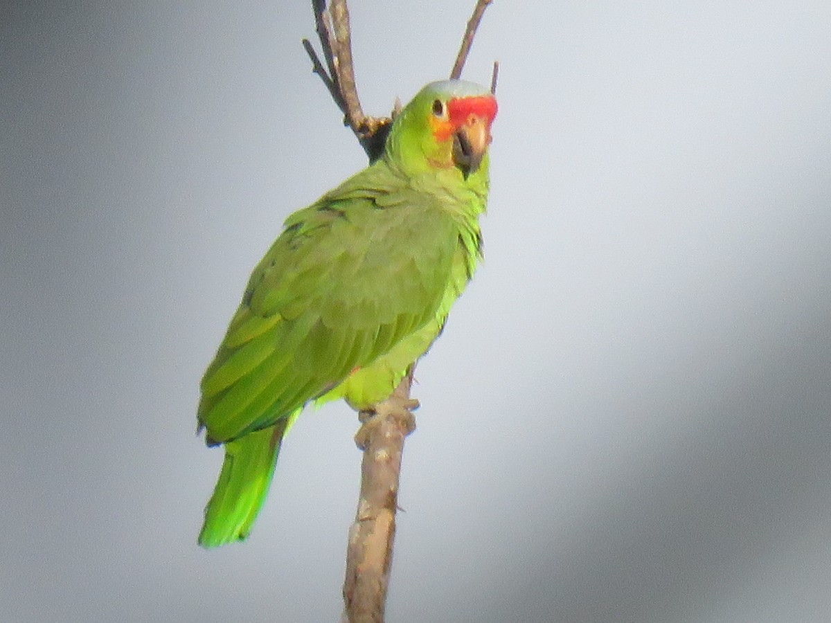 Red-lored Parrot (Red-lored) - ML138919091