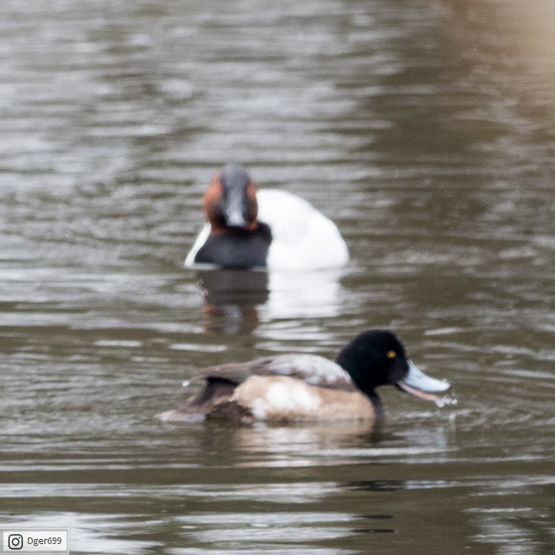 Greater Scaup - ML138919631