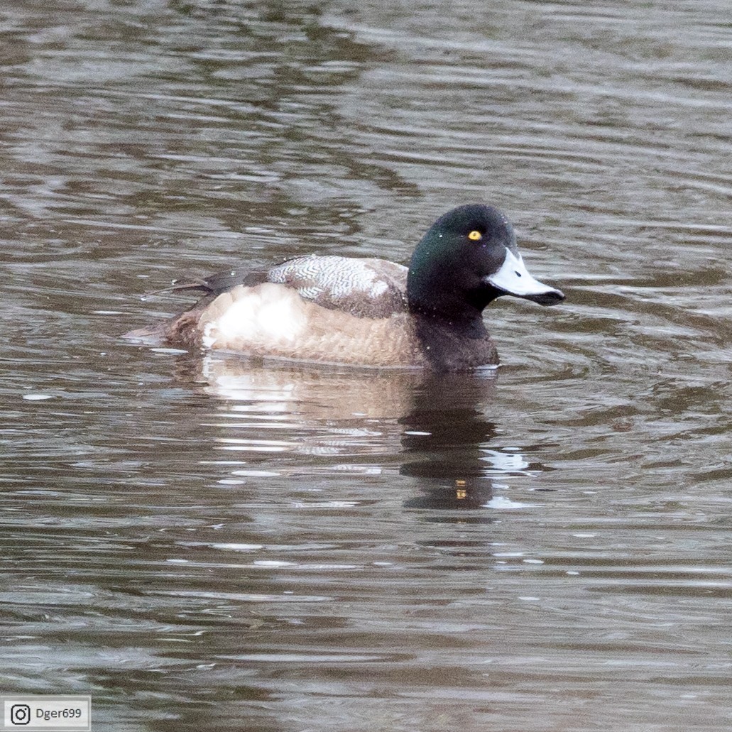 Greater Scaup - ML138919741