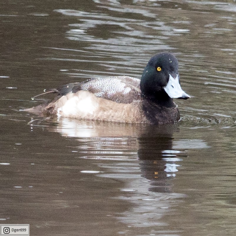 Greater Scaup - ML138919801