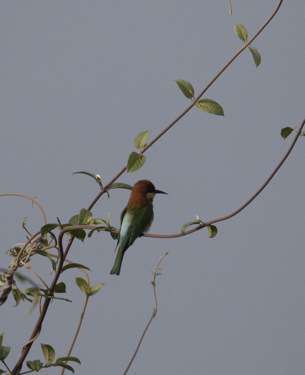 Chestnut-headed Bee-eater - ML138922731
