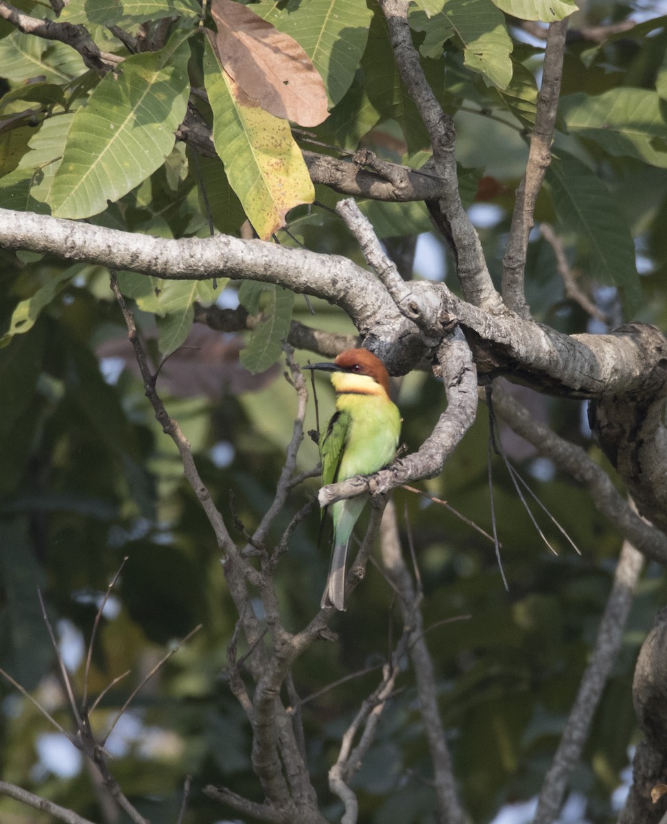 Chestnut-headed Bee-eater - Hari Krishna  Adepu