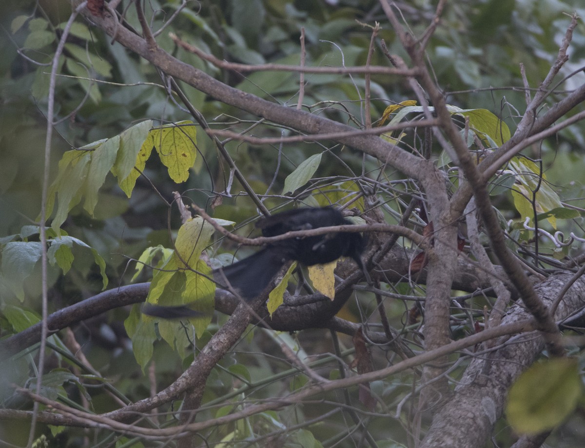 Greater Racket-tailed Drongo - Hari Krishna  Adepu