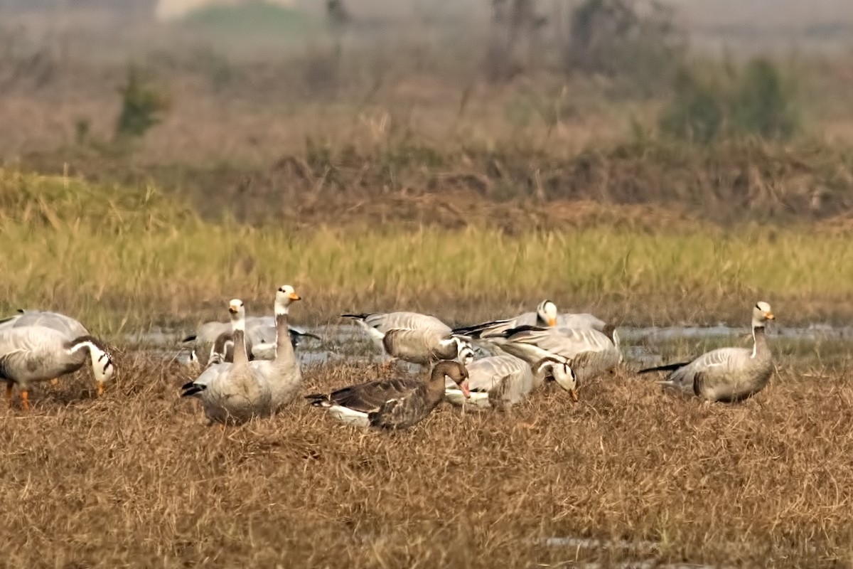 Greater White-fronted Goose - Kavi Nanda