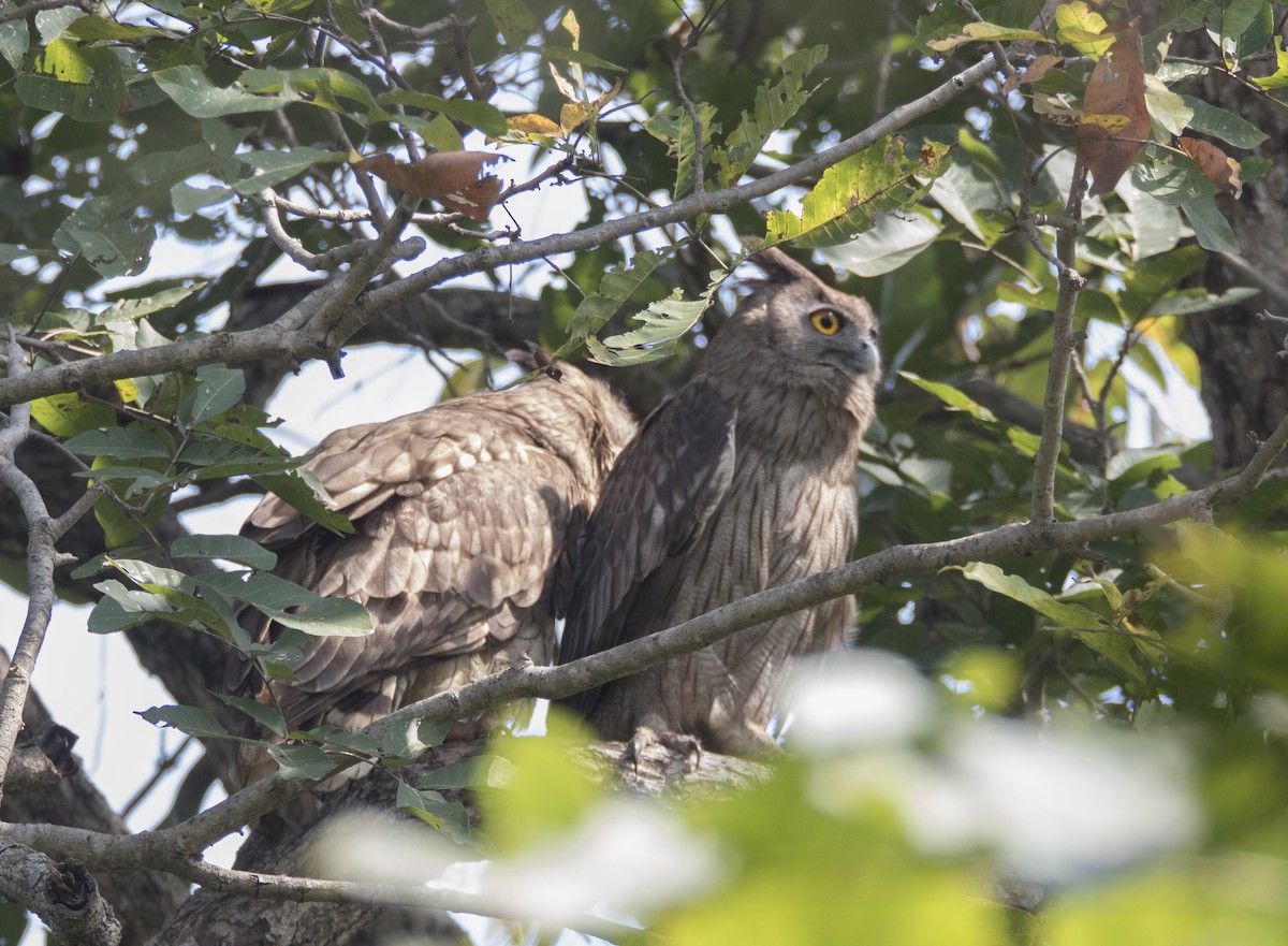 Dusky Eagle-Owl - Hari Krishna  Adepu