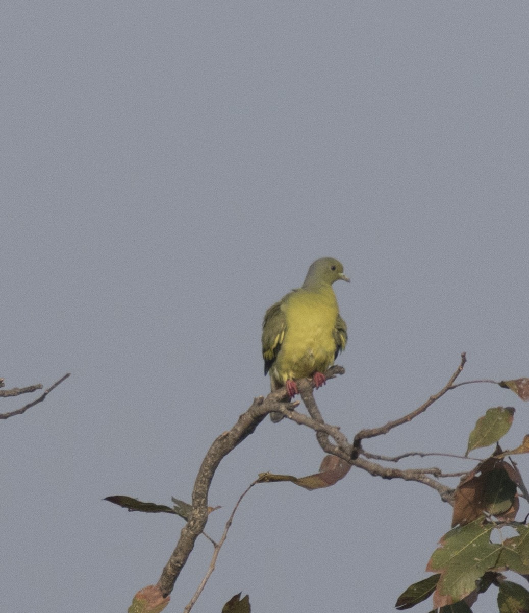 Orange-breasted Green-Pigeon - Hari Krishna  Adepu