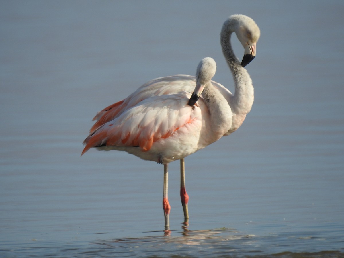 Chilean Flamingo - Juan Felipe Castro