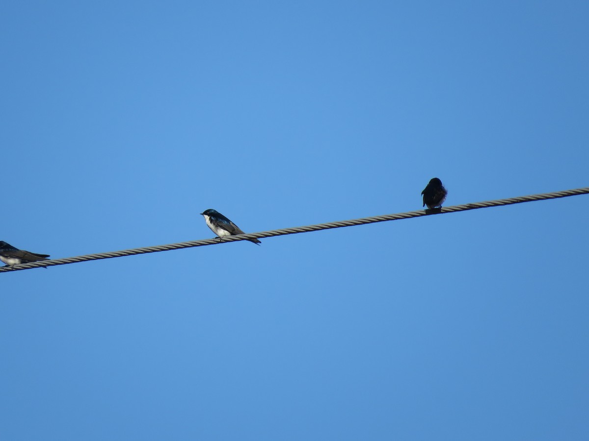Blue-and-white Swallow - katiuska Sicilia