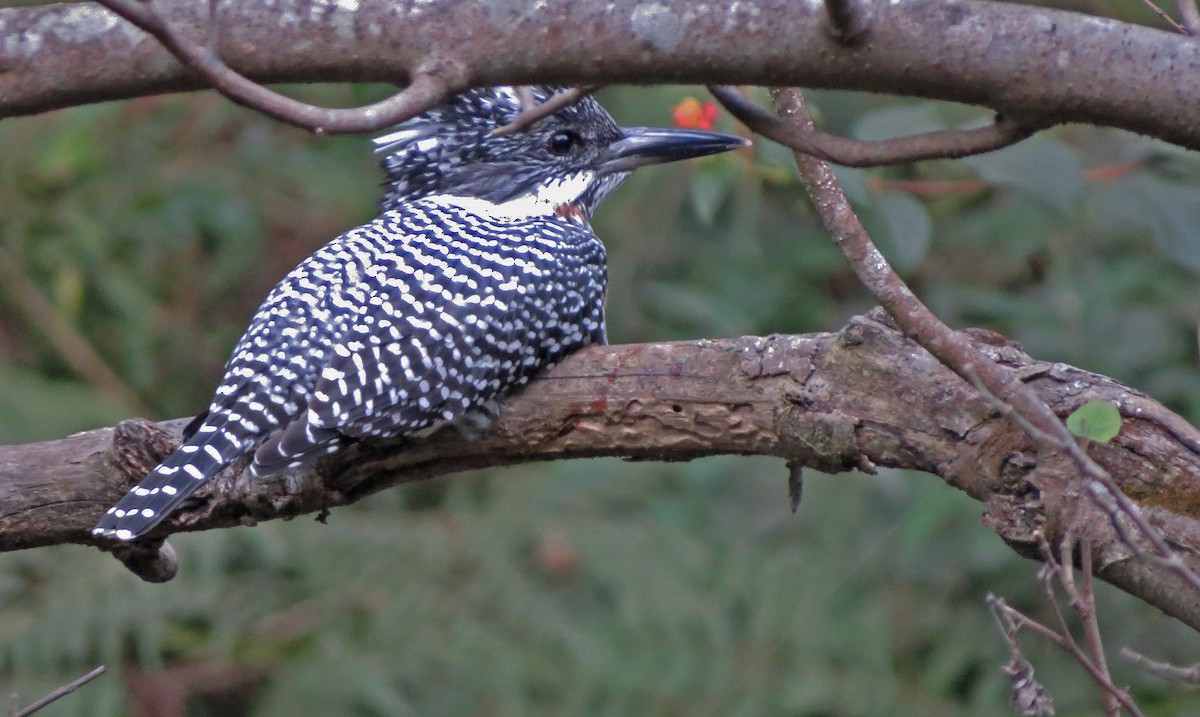 Crested Kingfisher - ML138926741