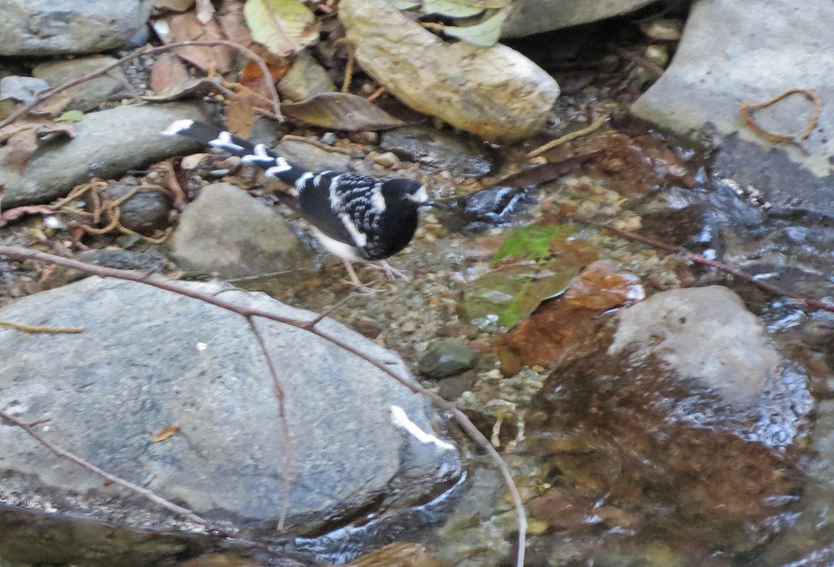 Spotted Forktail - ML138927851