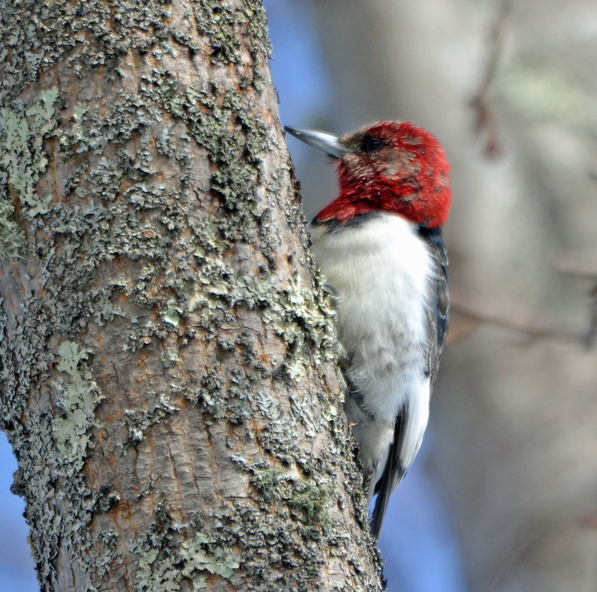 Red-headed Woodpecker - ML138928161