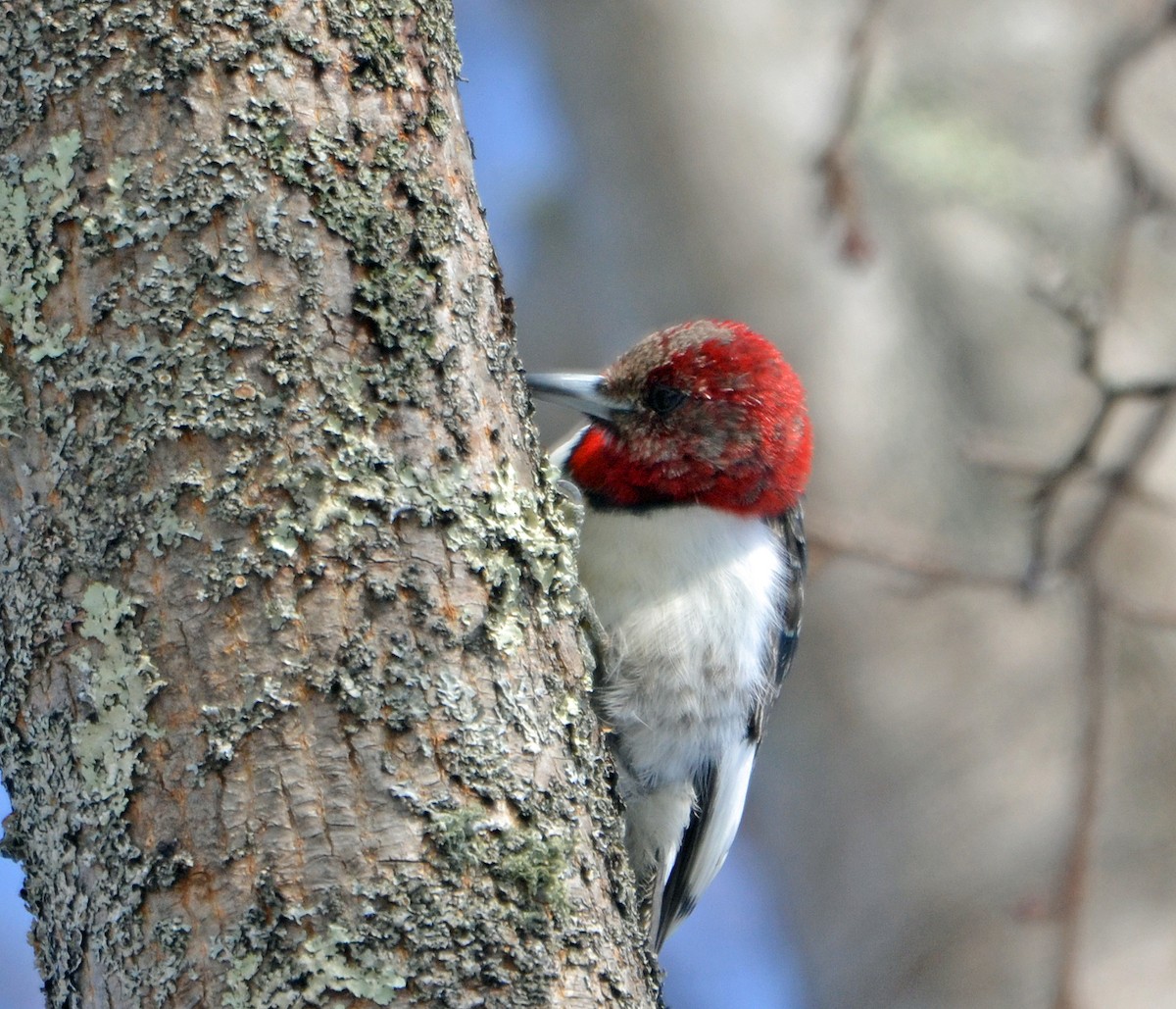 Red-headed Woodpecker - ML138928171