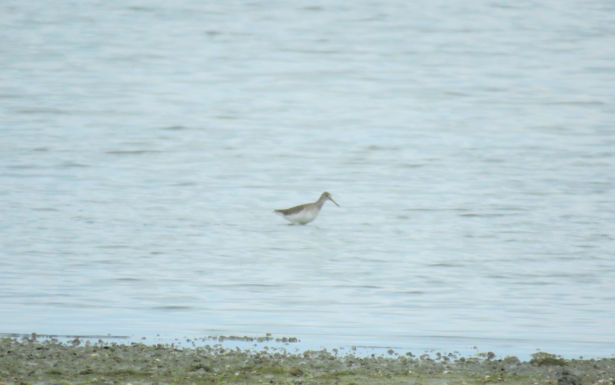 Spotted Redshank - ML138928311