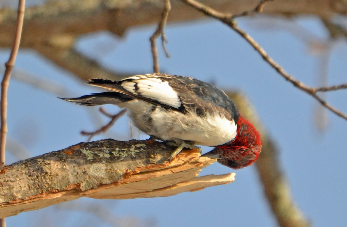 Red-headed Woodpecker - ML138928421