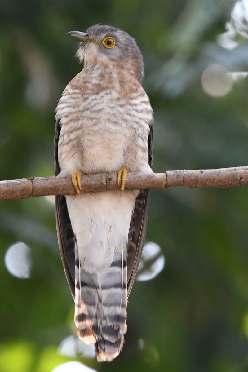 Common Hawk-Cuckoo - ML138928501