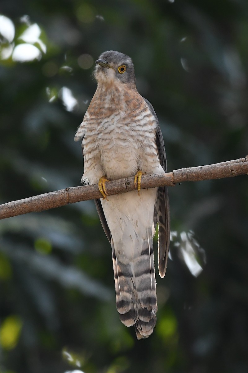 Common Hawk-Cuckoo - ML138928511