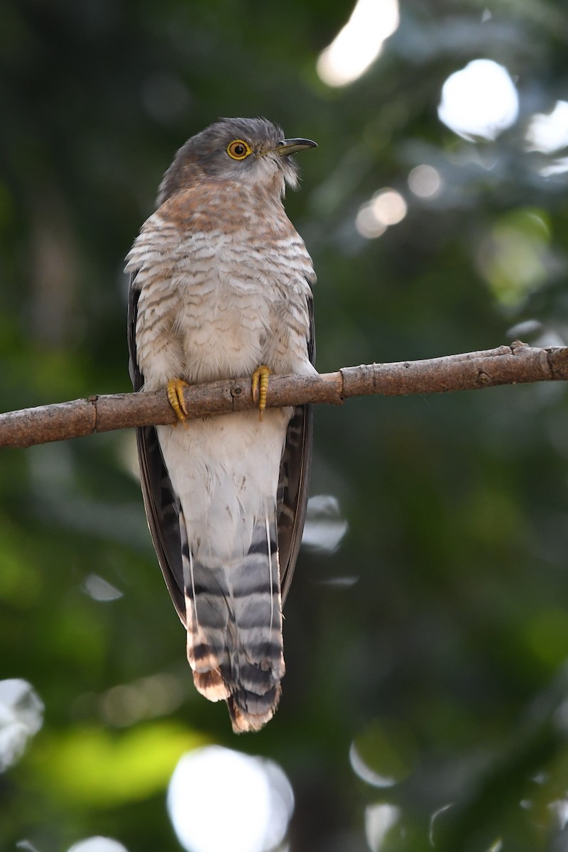 Common Hawk-Cuckoo - ML138928541