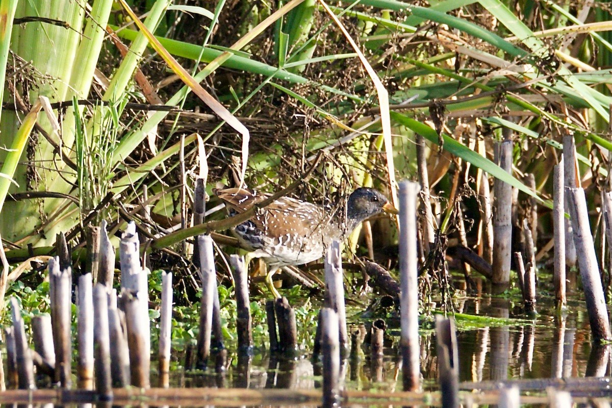 Spotted Crake - Krista Oswald