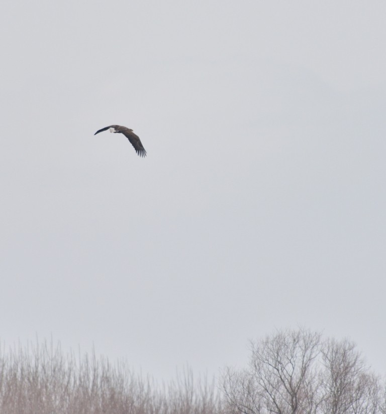 White-tailed Eagle - ML138929781