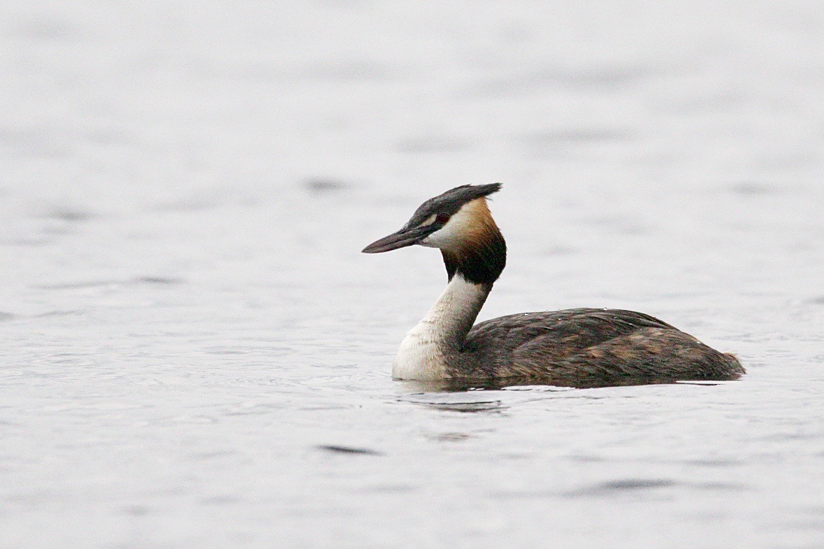 Great Crested Grebe - Krista Oswald