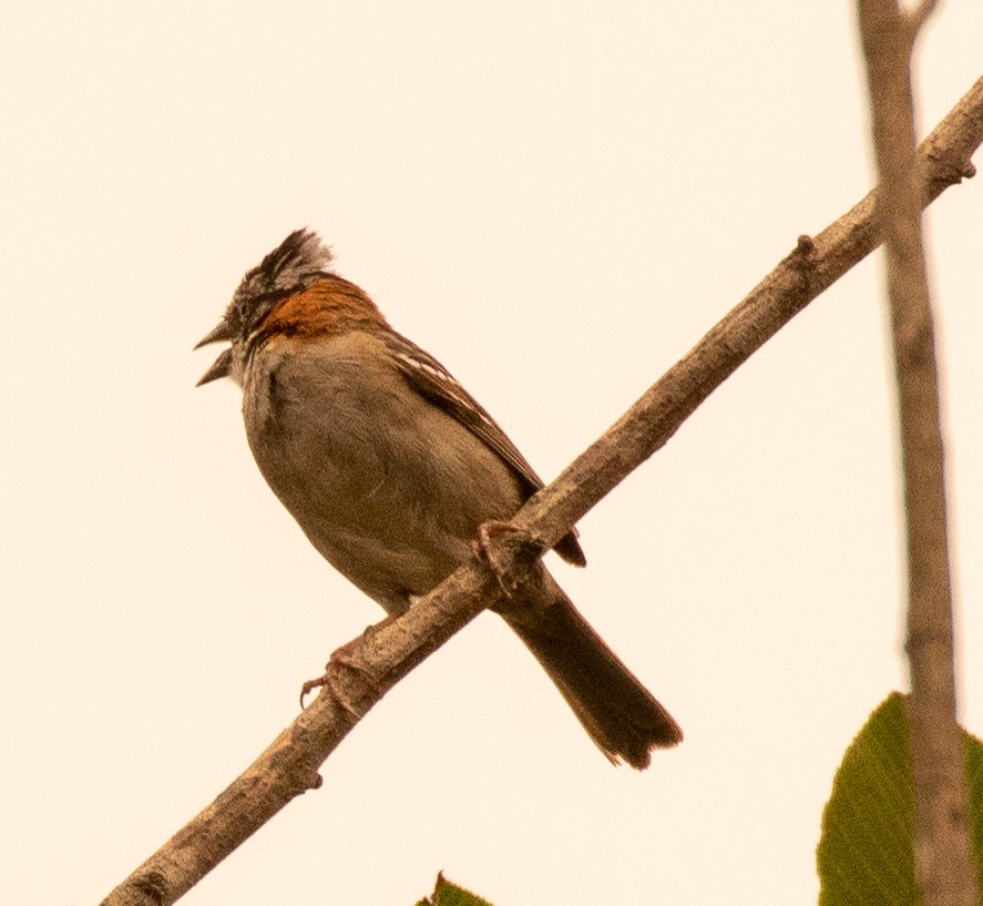 Rufous-collared Sparrow - Susan Mac