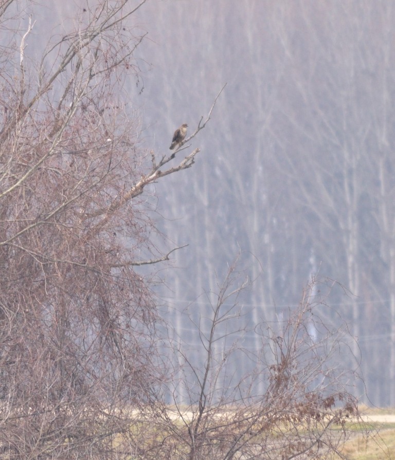 Common Buzzard - Gordan Pomorišac