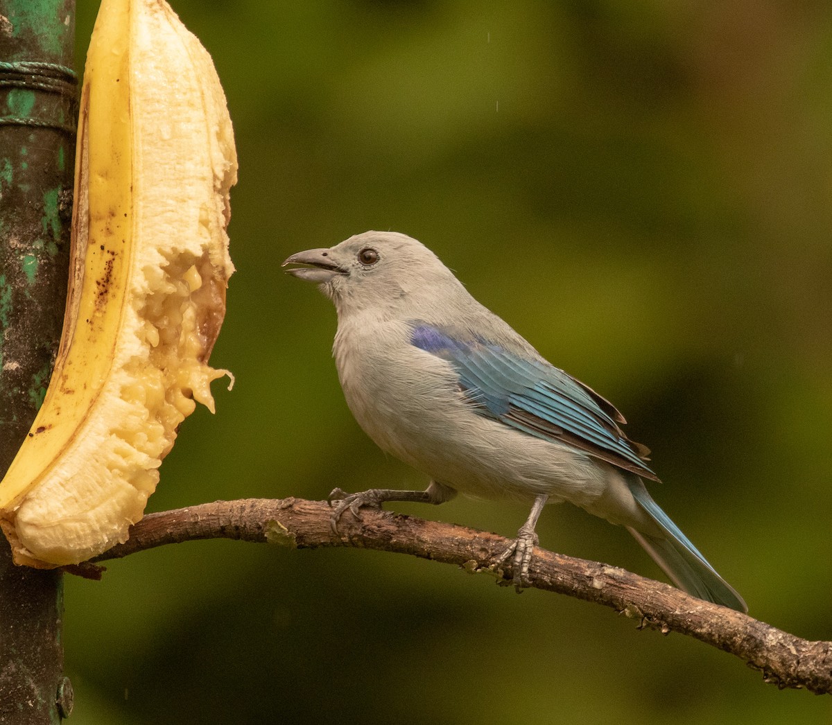 Blue-gray Tanager - ML138930631