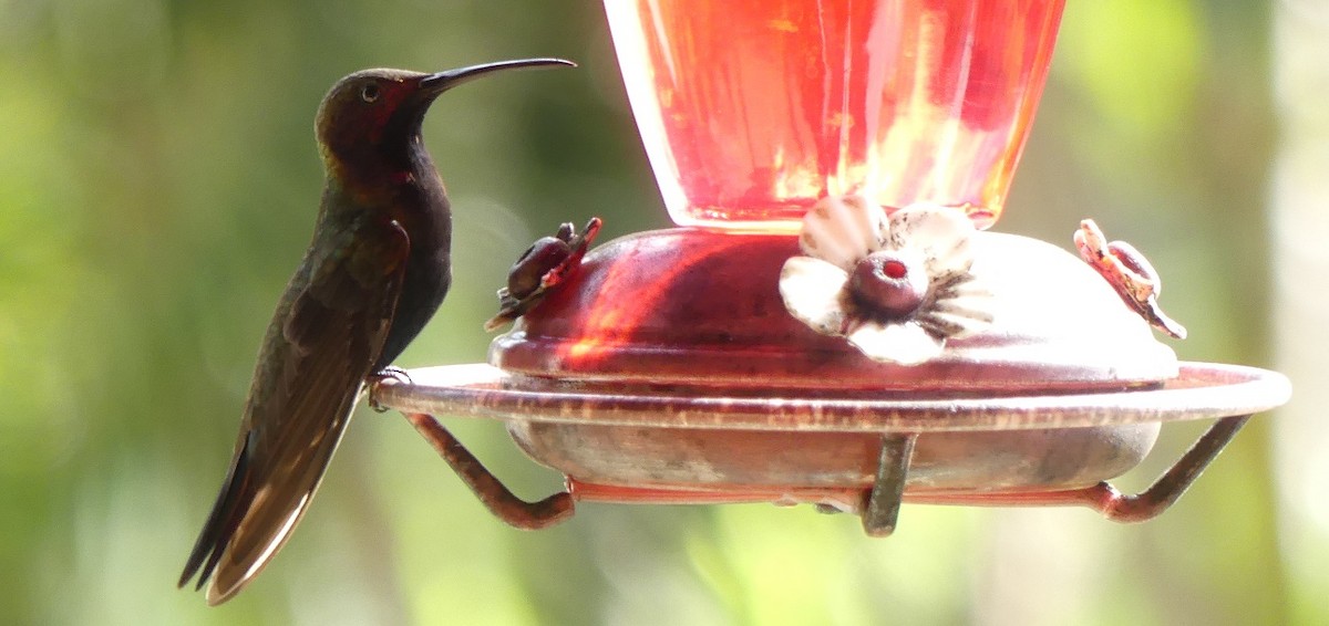 kolibřík jamajský - ML138930801