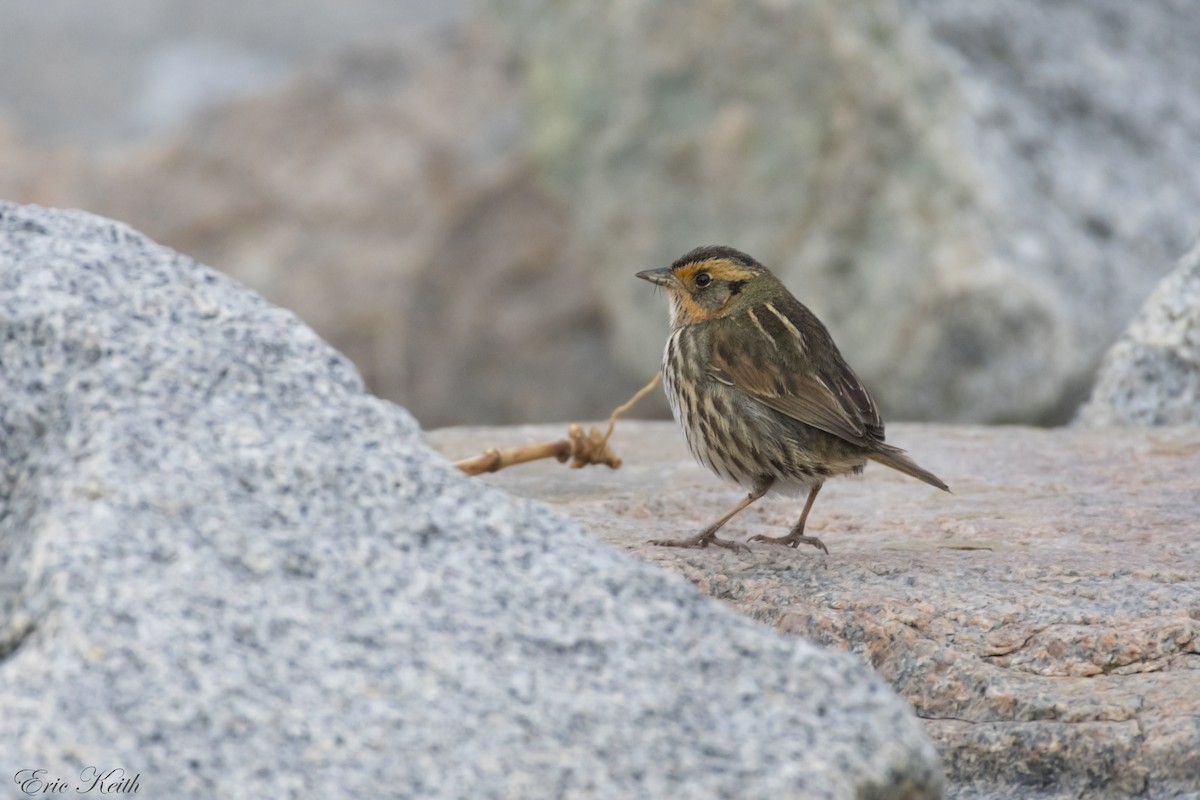 Saltmarsh Sparrow - Eric Keith