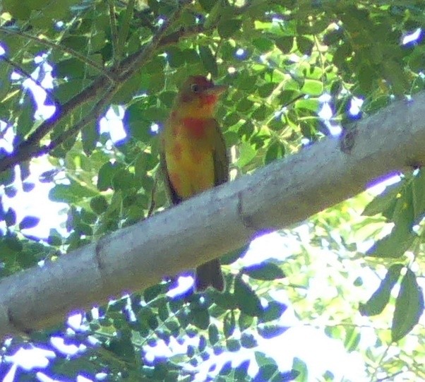Summer Tanager - Suzanne Cholette