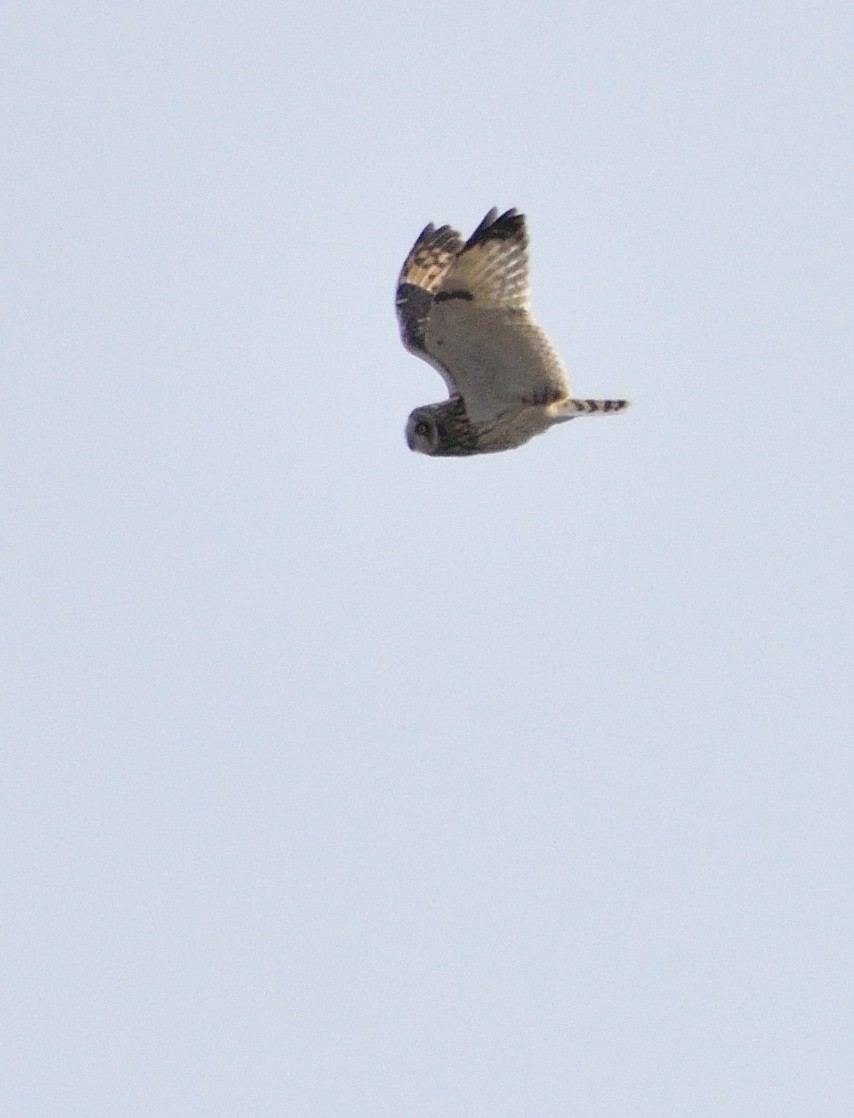 Short-eared Owl - ML138931151