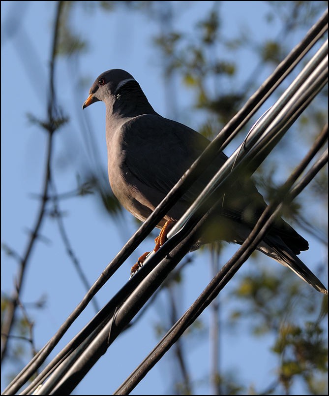 Band-tailed Pigeon - Garry Budyk