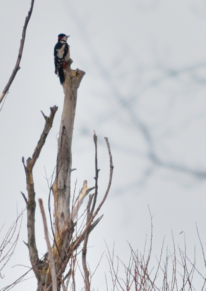 Great Spotted Woodpecker - ML138932231