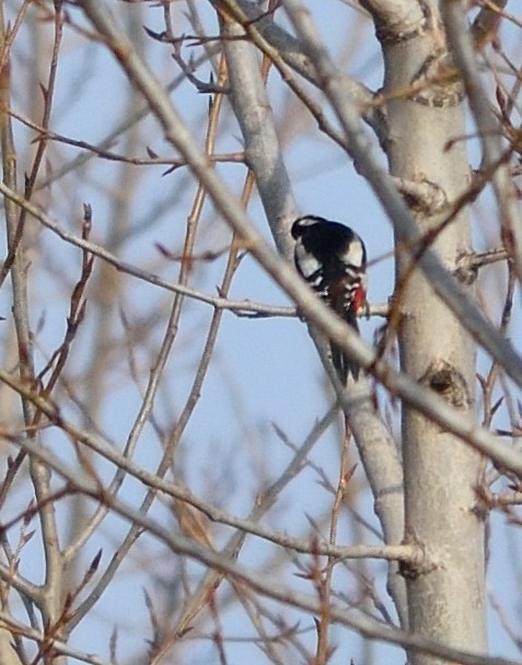 Great Spotted Woodpecker - Gordan Pomorišac
