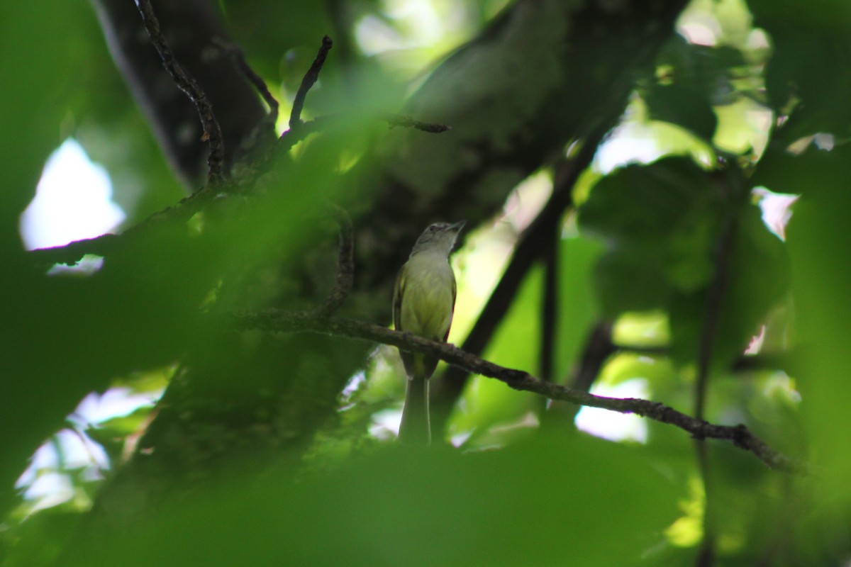 Yellow-olive Flatbill - Enrique Heredia (Birding Tours)