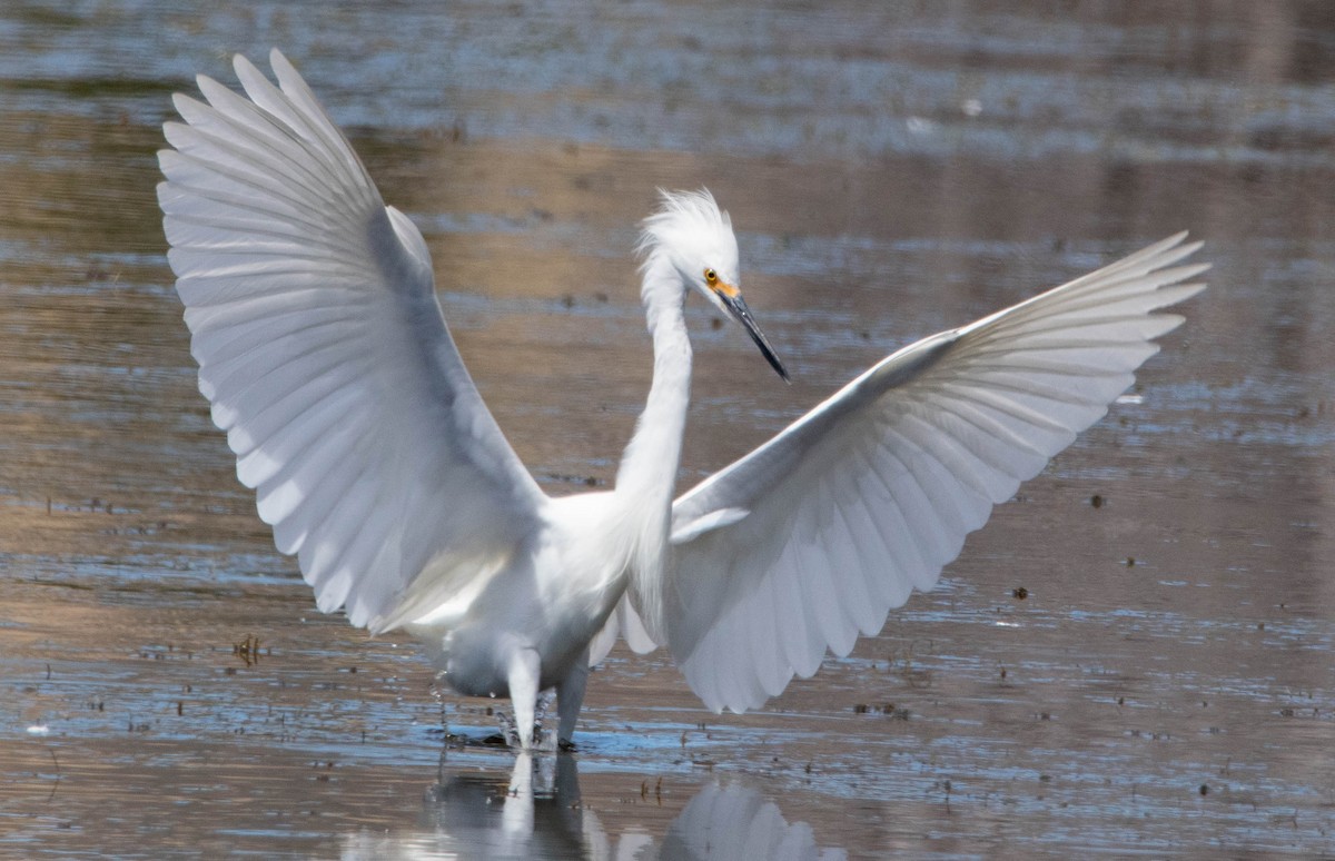 Snowy Egret - Binkie van Es